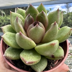 Echeveria black queen na internet