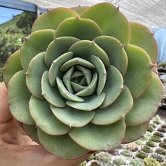 Echeveria atlantis - comprar online