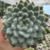 Echeveria setosa var. minor - comprar online