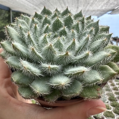 Echeveria setosa var. minor na internet
