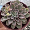 Echeveria fantastic fountain - comprar online