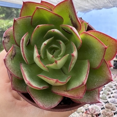 Echeveria yan jin - comprar online