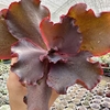 Echeveria gibbiflora jane naylor - comprar online