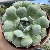 Echeveria hiarium - comprar online