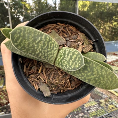 Gasteria gracilis - comprar online