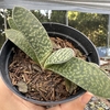 Gasteria gracilis