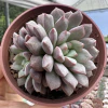 Echeveria subcorymbosa lau 030 - comprar online