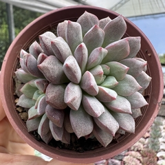 Echeveria subcorymbosa lau 030 - comprar online