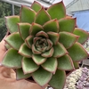 Echeveria skat - comprar online