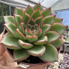 Echeveria skat na internet