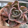 Echeveria beyoncé rainbow - comprar online