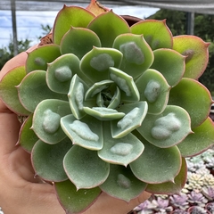 Echeveria raindrops - comprar online