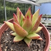 Echeveria agavoides lipstick - comprar online