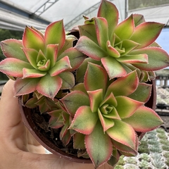 Aeonium kiwi - comprar online