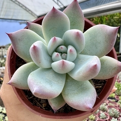 Echeveria colorata tapalpa - comprar online