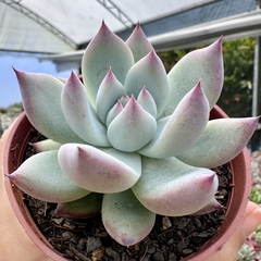 Echeveria colorata tapalpa na internet