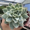 Echeveria Boeil Rose - comprar online