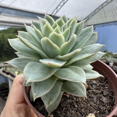 Echeveria Boeil Rose na internet