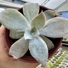 Echeveria cante - comprar online