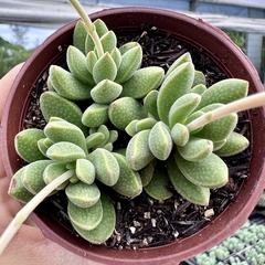 Crassula ausensis - comprar online