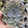 Echeveria shadolfi - comprar online