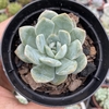 Echeveria amabile - comprar online