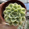 Echeveria tinkerbell variegata - comprar online