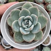 Echeveria brave - comprar online