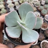 Echeveria gila (pote 09) - comprar online