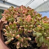 Aeonium sedifolium variegata - comprar online