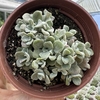 Sedum spathulifolium cape blanco - comprar online