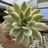 Echeveria mini belle variegata - comprar online