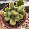 Cotyledon tomentosa (patinha de urso)