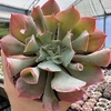 Echeveria pink trumpet - comprar online