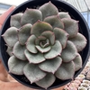 Echeveria morani - comprar online