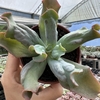 Echeveria gibbiflora culibra - comprar online