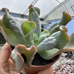 Echeveria gibbiflora culibra na internet