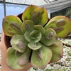 Echeveria baron bold - comprar online