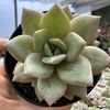 Echeveria german champagne - comprar online