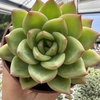 Echeveria agavoides gilva red - comprar online