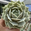 Echeveria lola - comprar online