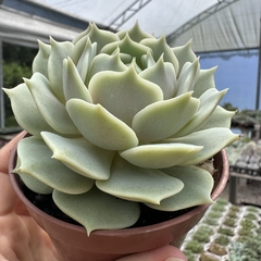 Echeveria lola na internet