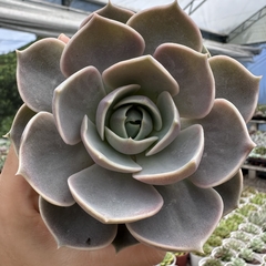 Echeveria lotus - comprar online