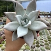 Echeveria colorata mexican giant - comprar online