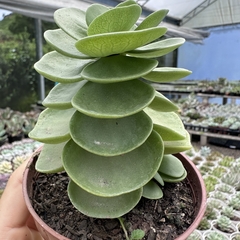 Portulaca molokiniensis na internet