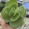 Portulaca molokiniensis - comprar online