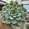 Echeveria raspberry ice - comprar online