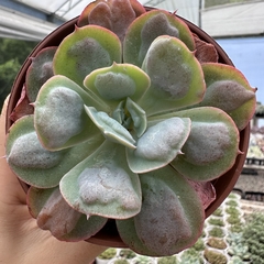 Echeveria hearts delight - comprar online