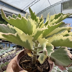 Kalanchoe lacinata - Greenhouse Suculentas