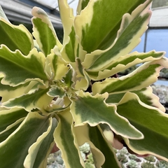 Kalanchoe lacinata - comprar online